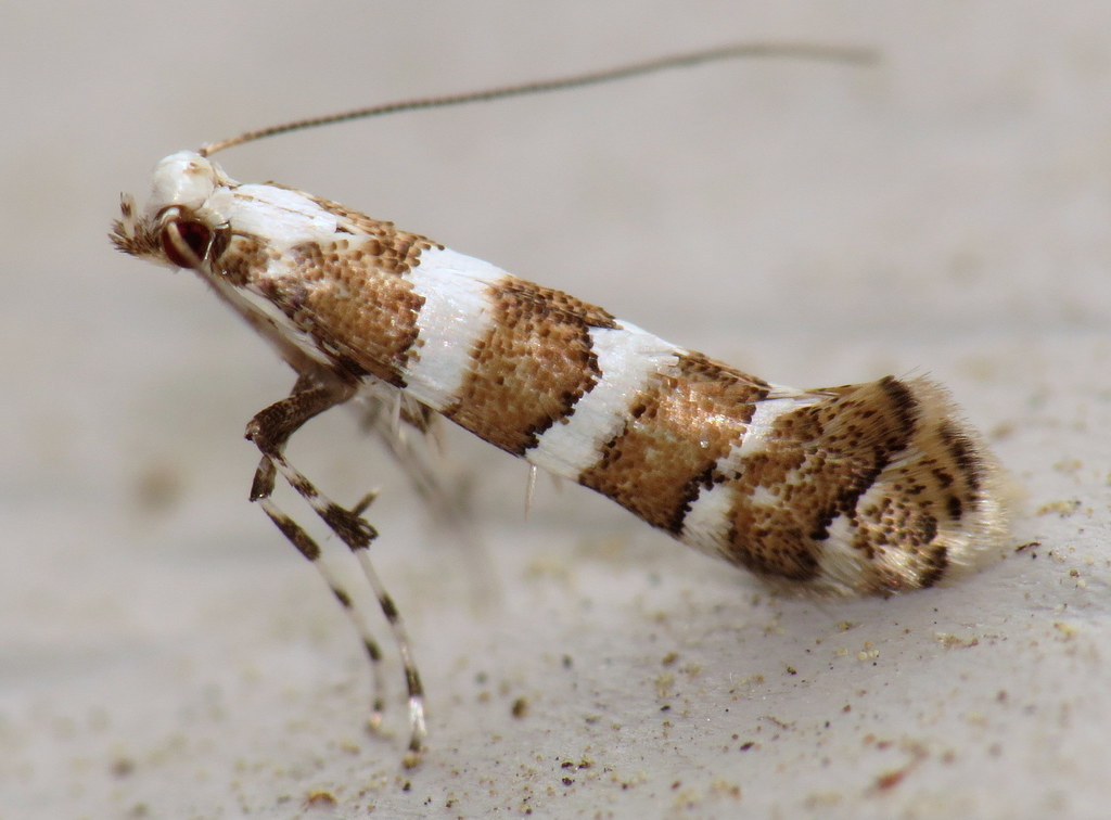 White Pine Barkminer Moth