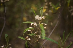 Olearia viscidula