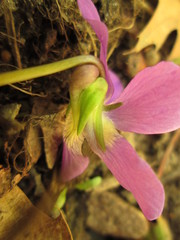 Viola communis