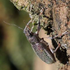 Naupactus auricinctus