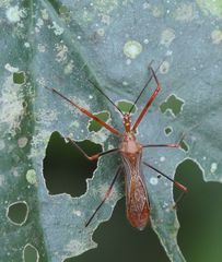 Ricolla quadrispinosa