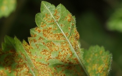 Puccinia malvacearum