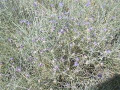 Psorothamnus scoparius