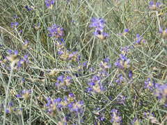 Psorothamnus scoparius