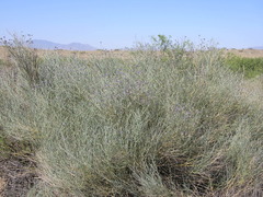 Psorothamnus scoparius