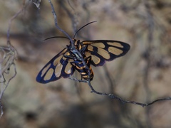 Amata perixanthia