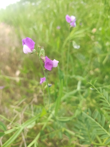 Image of Lathyrus incurvus by (c) KAnatoliy, some rights reserved (CC BY)