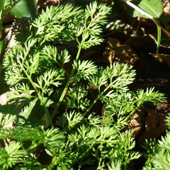 Scandix pecten-veneris