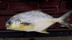Trachinotus carolinus