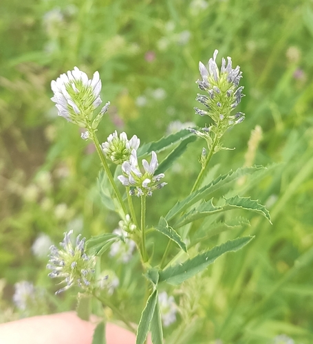 Trigonella caerulea, photograph 5
