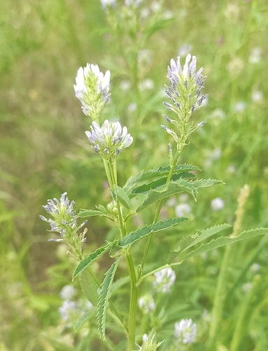 Trigonella caerulea, photograph 6