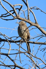 Toxostoma cinereum