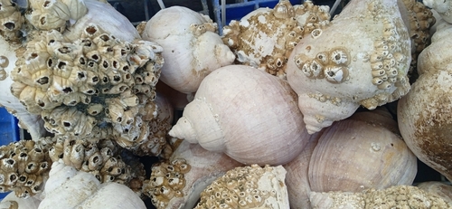 Chorus giganteus observed 2023-06-10