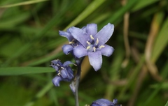 Hyacinthoides hispanica
