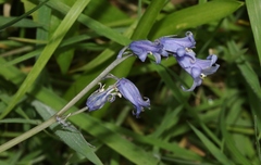 Hyacinthoides hispanica