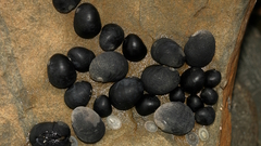 Nerita atramentosa