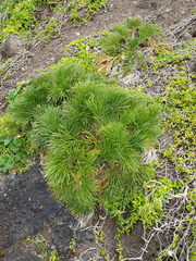 Aciphylla dieffenbachii