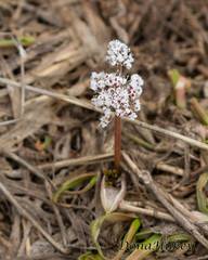 Lomatium linearifolium