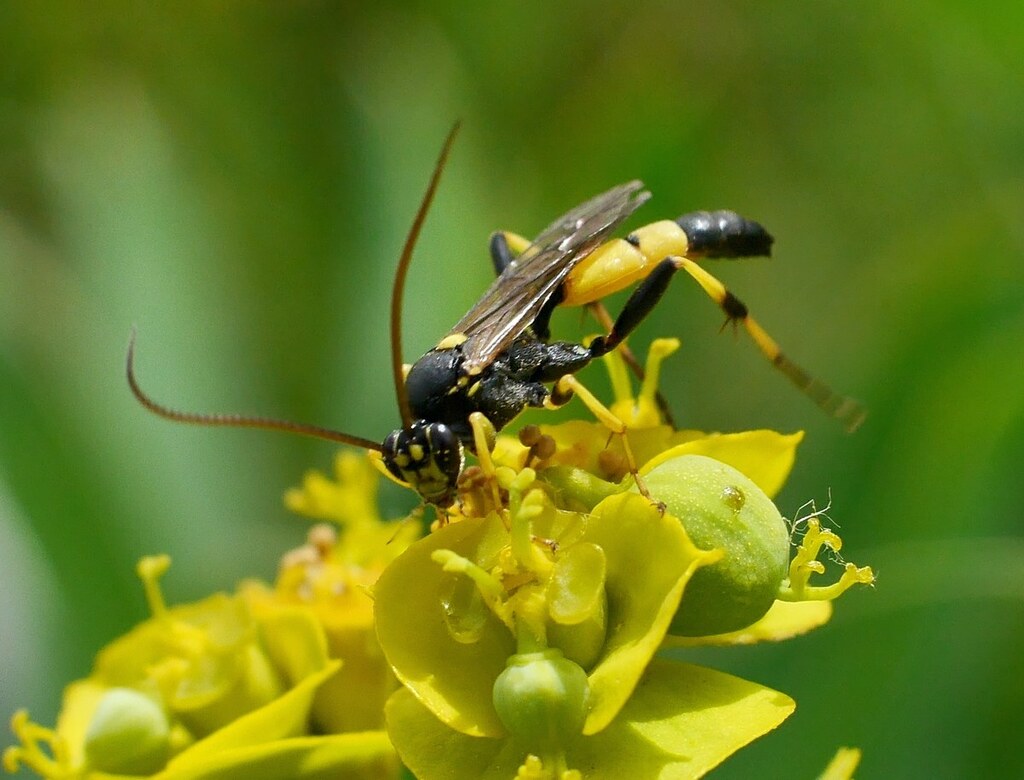 Spilothyrateles illuminatorius
