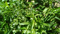 Veronica undulata