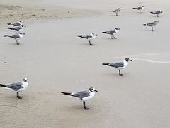 Leucophaeus atricilla