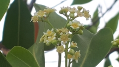Tristaniopsis whiteana
