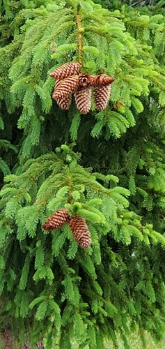 Western white spruce (Picea × albertiana)
