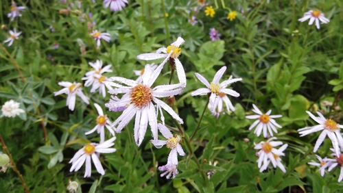 Eucephalus ledophyllus (A.Gray) Greene