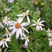 Cascade Aster - Photo (c) brewbooks, some rights reserved (CC BY-SA)