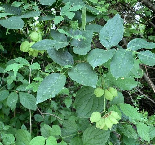 Staphylea pinnata
