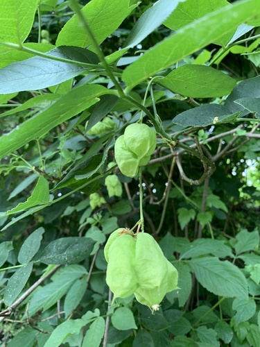 Staphylea pinnata