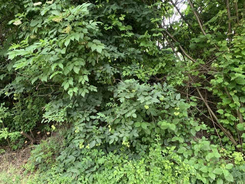 Staphylea pinnata