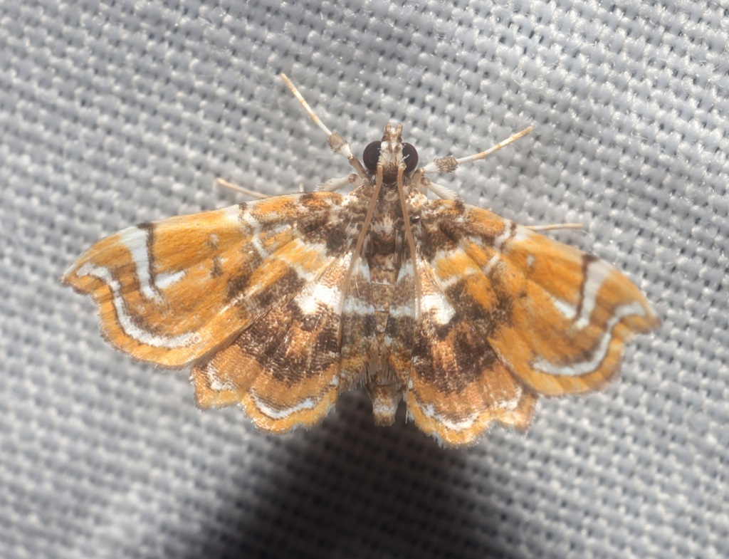 Musotima suffusalis