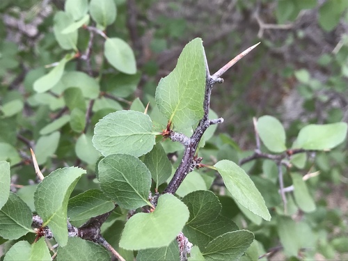 iNaturalist observation photo of Desert Apricot