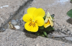 Viola × wittrockiana