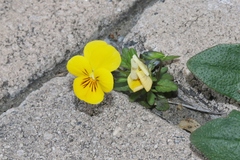 Viola × wittrockiana