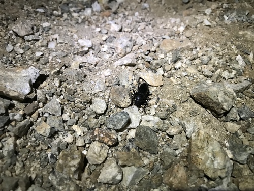 iNaturalist observation photo of Eleodes californica