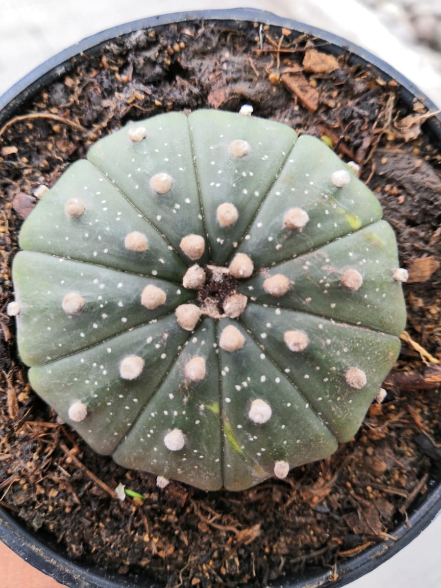 sand dollar cactus, sea urchin cactus, seeigelkaktus, star cactus