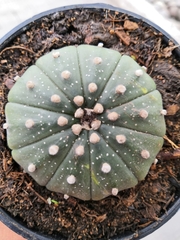 Astrophytum asterias