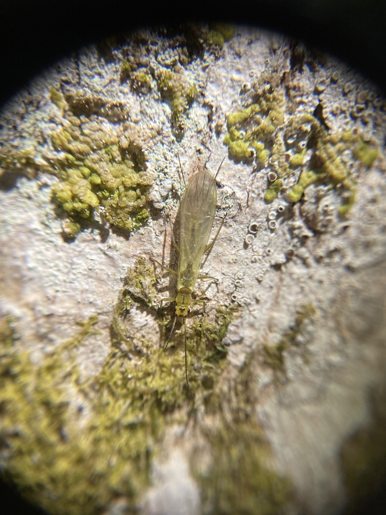 Siphonoperla burmeisteri