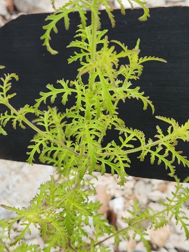 Image of Seymeria texana by (c) Jo Roberts, some rights reserved (CC BY)