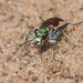 Yampa Tiger Beetle - Photo (c) Dona Hilkey, some rights reserved (CC BY-NC), uploaded by Dona Hilkey