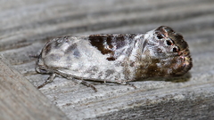 Eupselia carpocapsella