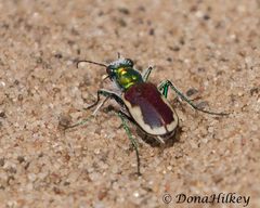 Cicindela scutellaris yampae