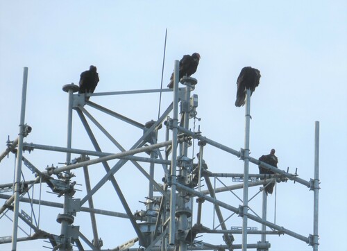 Turkey Vulture photographed in South Dakota