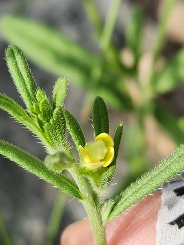 Image of Lithospermum mirabile by (c) Jo Roberts, some rights reserved (CC BY)