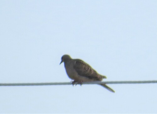 Mourning Dove photographed in South Dakota