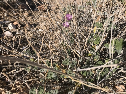 iNaturalist observation photo of Rose Globemallow