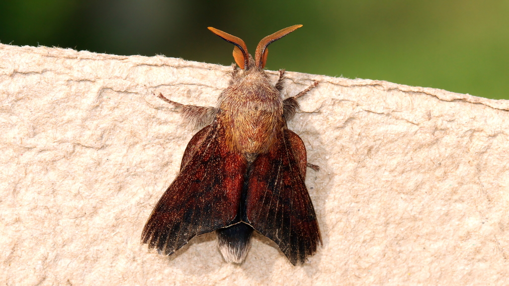 Entometa guerinii