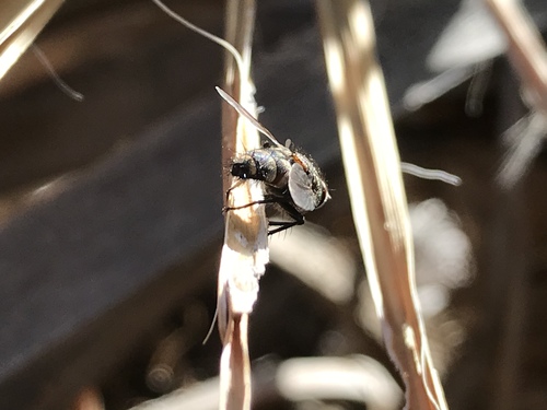 iNaturalist observation photo of Tachinid Flies